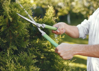 Tujų karpymas / genėjimas: viskas, ką reikia žinoti