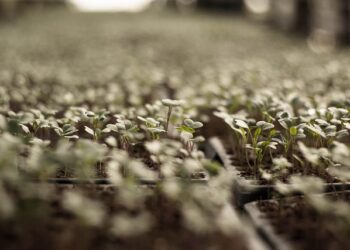 Ką galima auginti žiemą šiltnamyje: daržovės ir žalumynai ištisus metus