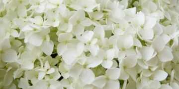 Hortenzija vazone žiemą: kaip tinkamai pasiruošti šalčiui