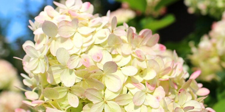 Šluotelinių hortenzijų ligos