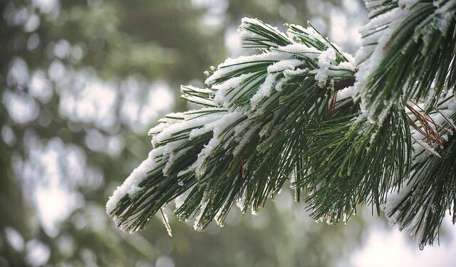 Pušų genėjimas žiemą: kada ir kaip tai daryti teisingai