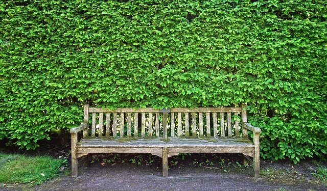 Skroblų gyvatvorė žiemą: kaip ją prižiūrėti ir apsaugoti nuo šalčio