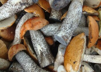 Grybų mišrainė su pupelėmis žiemai – tradicinis pasirinkimas šaltajam sezonui