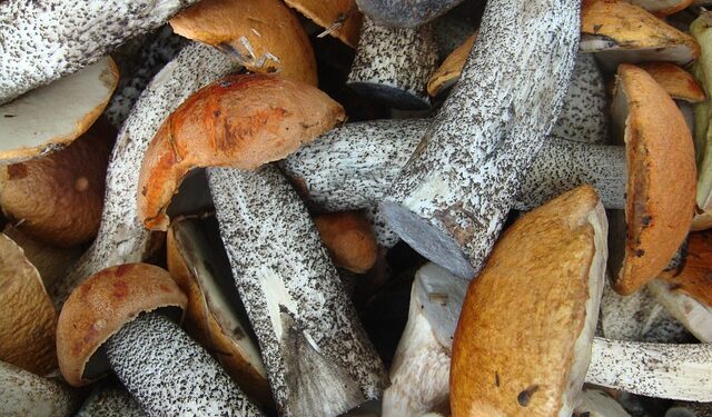 Grybų mišrainė su pupelėmis žiemai – tradicinis pasirinkimas šaltajam sezonui