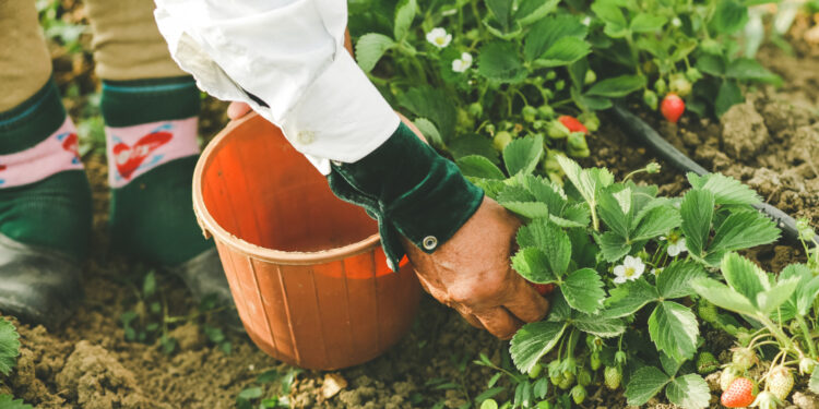 Braškių ūsų sodinimas: kada ir kaip tai atlikti teisingai?