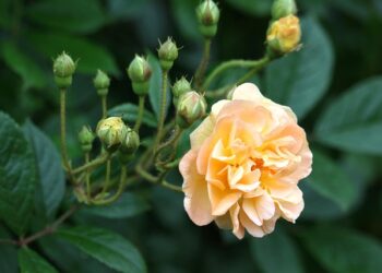 Vijoklinės rožės paruošimas žiemai: klaidos, kurių verta vengti