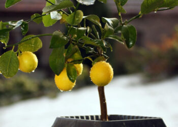 Citrinos auginimas namuose: žingsnis po žingsnio gidas