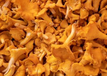 Voveraičių mišrainė žiemai – miško gėrybių gardumynas stiklainyje