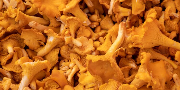 Voveraičių mišrainė žiemai – miško gėrybių gardumynas stiklainyje