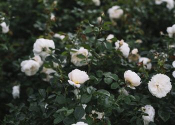 Kaip paruošti rožes žiemai: svarbiausi žingsniai sodininkams