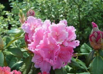 Rododendrai žiemą: svarbiausi patarimai sodininkams