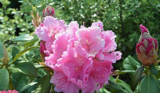 Rododendrai žiemą: svarbiausi patarimai sodininkams