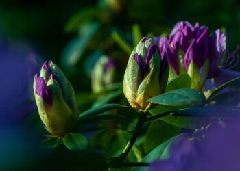 Rododendrai žiemą: svarbiausi patarimai sodininkams