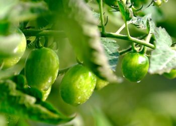 Neprinokusių pomidorų mišrainė žiemai – tradicinė idėja šaltajam sezonui