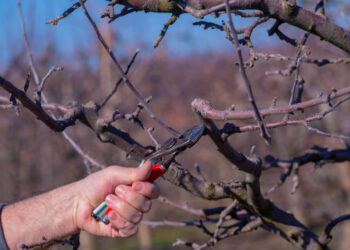 Vyšnių genėjimas: kaip atjauninti ir prikelti medį naujam derliui?