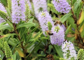 Hebė – kaip auginti ir prižiūrėti šią nuostabią gėlę