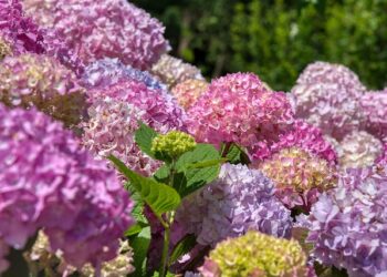 Hortenzijų dengimas žiemai: kaip tinkamai apsaugoti nuo šalčio