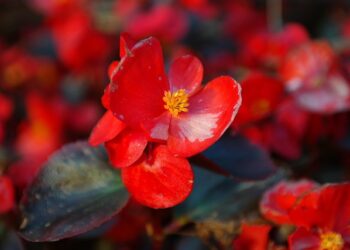 Begonijų paruošimas žiemai: kaip tinkamai apsaugoti nuo šalčio