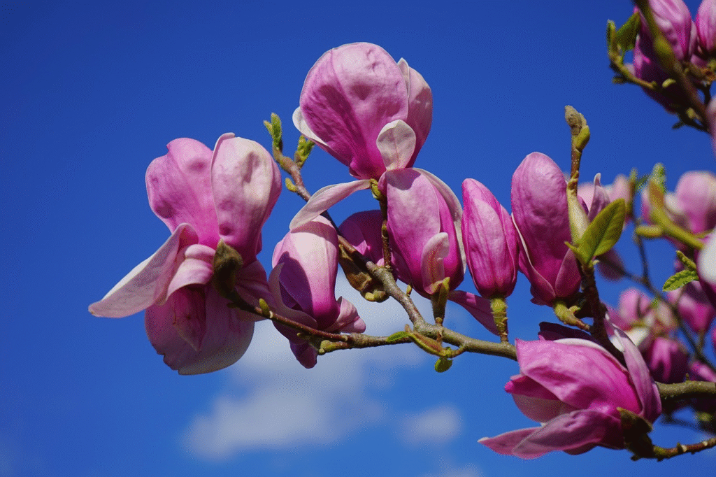 Magnolijos priežiūra žiemą: žingsnis po žingsnio gidas pradedantiesiems