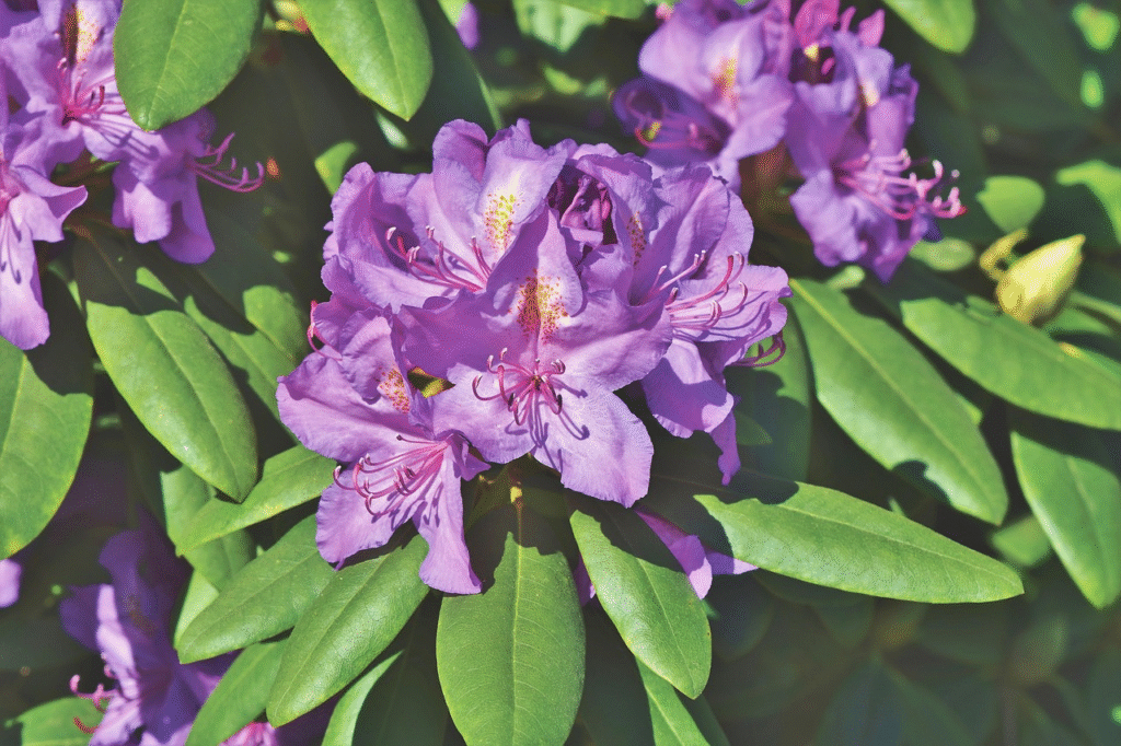 Rododendrai žiemą: svarbiausi patarimai sodininkams