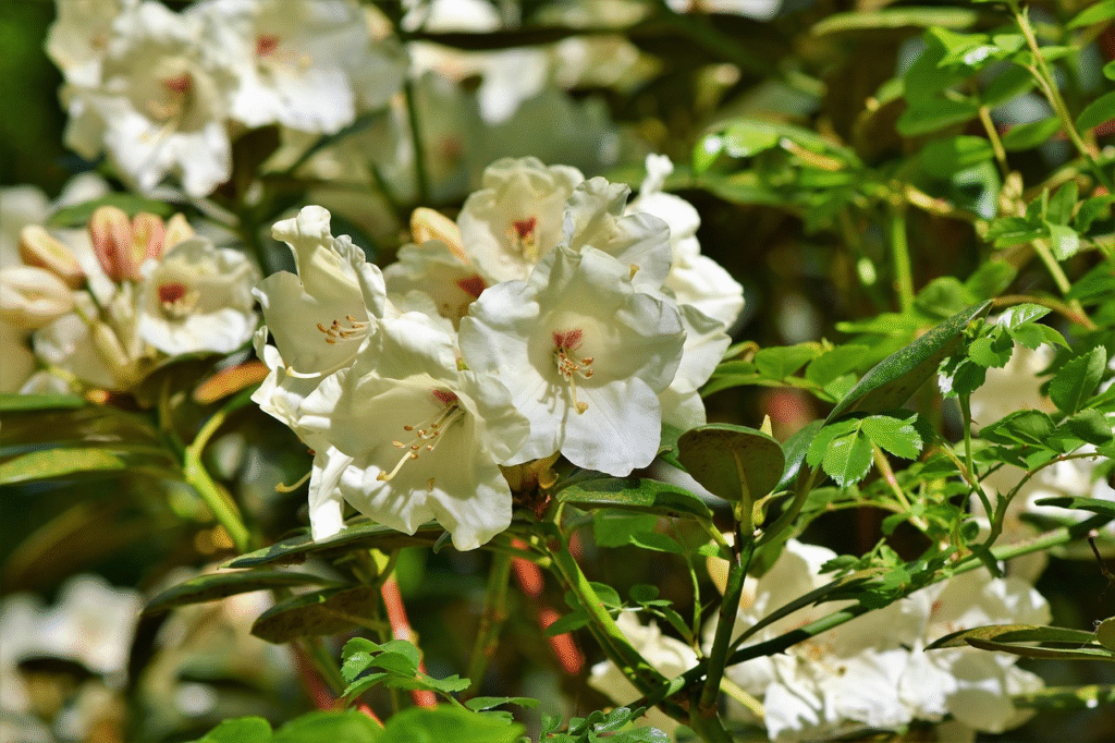 Rododendrai žiemą: svarbiausi patarimai sodininkams