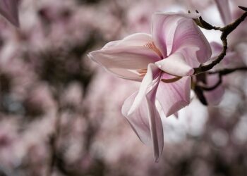 Magnolijos priežiūra žiemą: žingsnis po žingsnio gidas pradedantiesiems