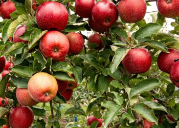 Kaip tinkamai sandėliuoti obuolius žiemai: plastikinės dėžės kaip patikimas sprendimas