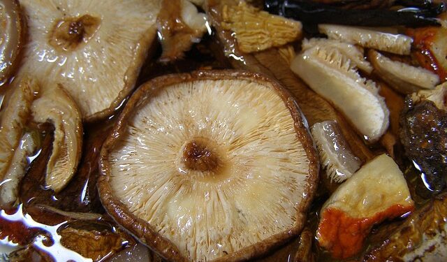 Grybų mišrainė žiemai – miško gėrybės stiklainyje