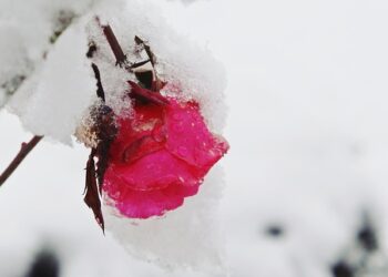 Rožių dengimas žiemai: kaip tinkamai apsaugoti nuo šalčio