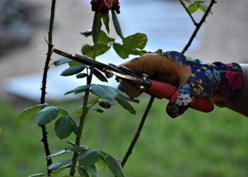 Rožių genėjimas žiemai: svarbiausi patarimai sodininkams