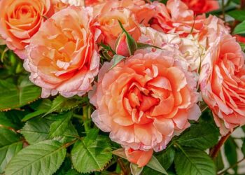 Ar reikia nukirpti rožes žiemai: ką būtina žinoti prieš šalčius