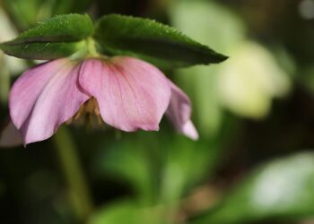 Žiemos rožė: auginimo paslaptys ir priežiūros patarimai