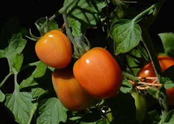 Saldžiarūgštė žalių pomidorų mišrainė žiemai – netikėtas, bet puikus gardumynas