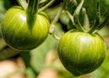 Žalių pomidorų ir svogūnų mišrainė žiemai – paprastas rudens receptas atsargoms