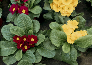 Nereiklios daugiametės gėlės: grožis visą vasarą be didelių pastangų