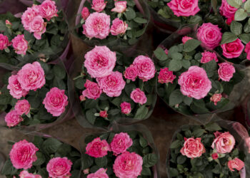 Rožių paruošimas žiemai: žingsnis po žingsnio gidas pradedantiesiems