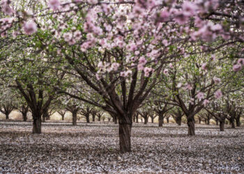 Kada genėti trešnes: patarimai sveikam medžiui ir gausiam derliui