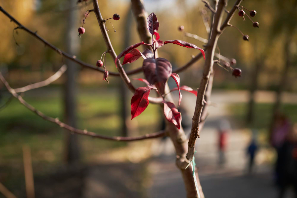 Jaunų ir senų trešnių genėjimo skirtumai
