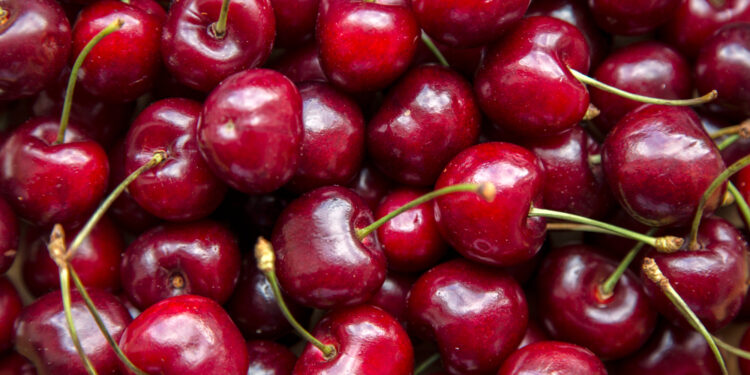 Trešnių sodinimas pavasarį ir rudenį: ką svarbu žinoti?