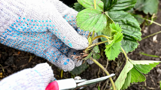 Ar reikia nupjauti žemuogių lapus: sodininko patarimai