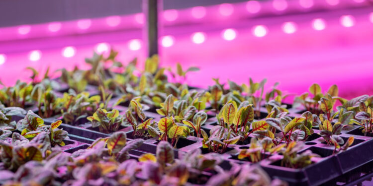 Šildomos elektrinės daigyklos