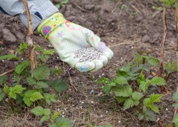 Agrastų tręšimas pavasarį – kaip sustiprinti krūmus gausesniam derliui