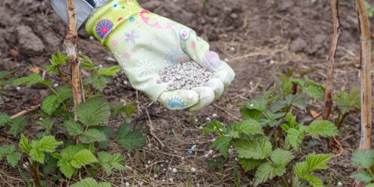Agrastų tręšimas pavasarį – kaip sustiprinti krūmus gausesniam derliui