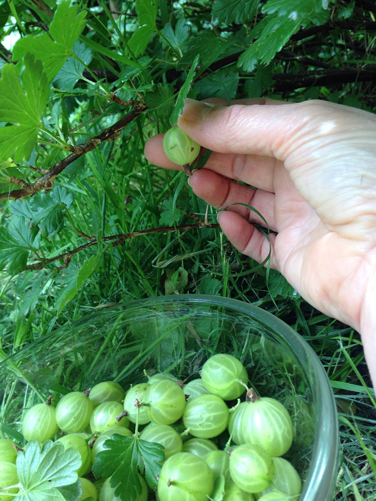Kodėl agrastus būtina tręšti pavasarį
