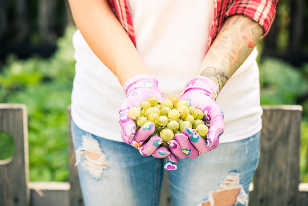 Kada tiksliai tręšti: mano praktiniai kaimiški patarimai