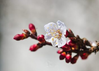 Geriausios abrikosų veislės Lietuvos sodams