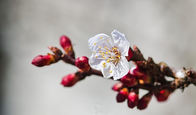Geriausios abrikosų veislės Lietuvos sodams