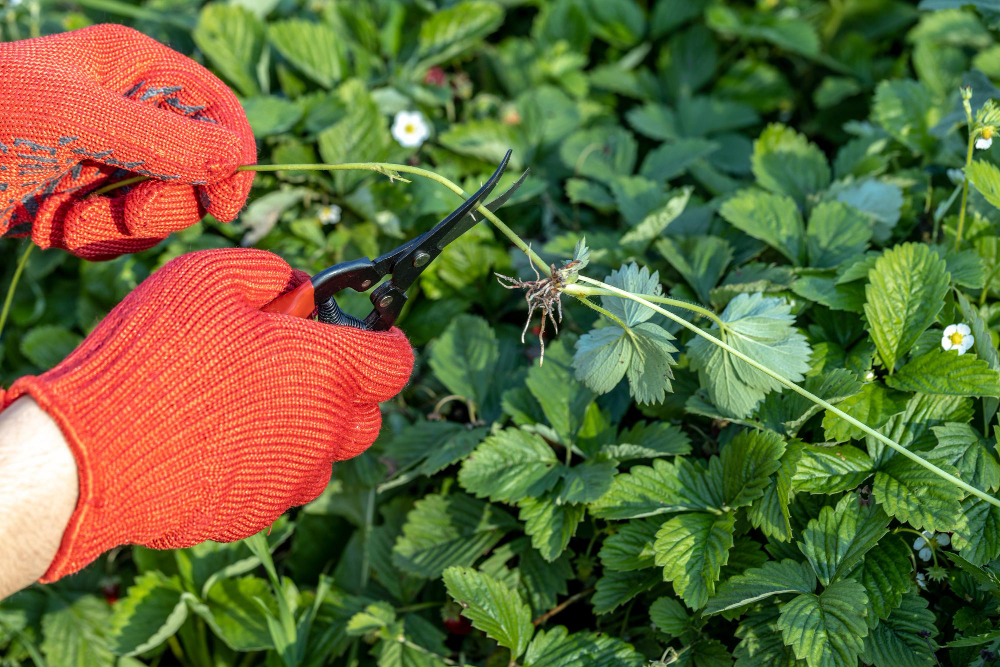 Kaip kirpti vasarines avietes