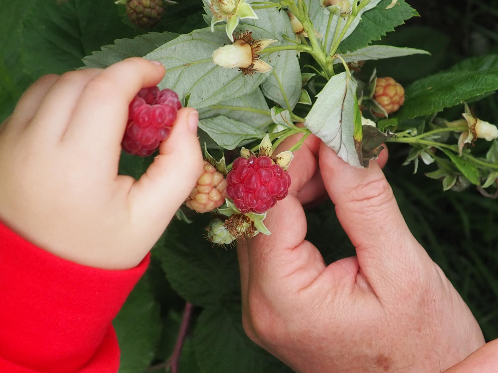 Kaip kirpti rudenines avietes