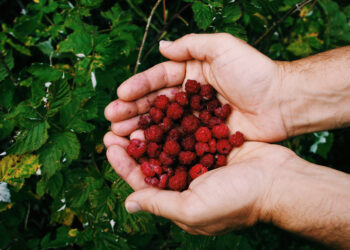 Aviečių kirpimas: tinkamiausias laikas ir dažniausios klaidos